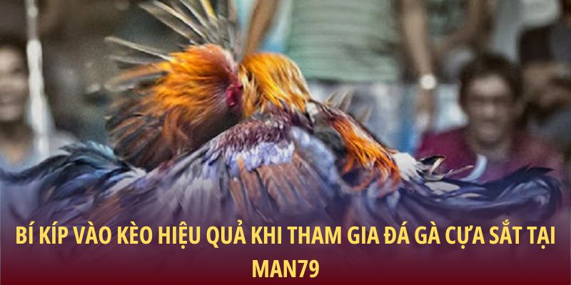 Bí kíp vào kèo hiệu quả khi tham gia đá gà cựa sắt tại Man79