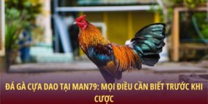 Đá gà cựa dao