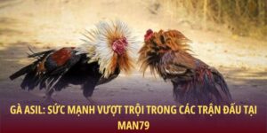 Gà Asil