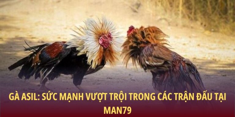 Gà Asil