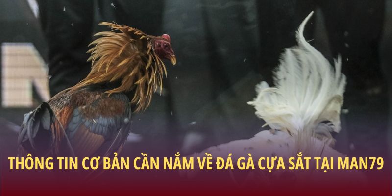 Thông tin cơ bản cần nắm về đá gà cựa sắt tại Man79