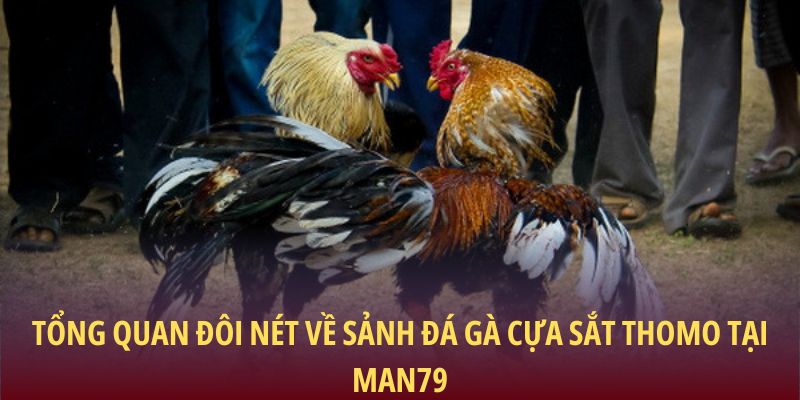 Tổng quan đôi nét về sảnh Đá gà cựa sắt Thomo tại Man79