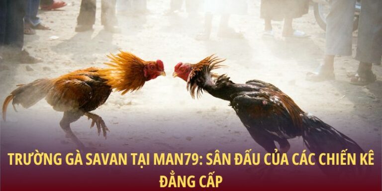 Trường gà Savan
